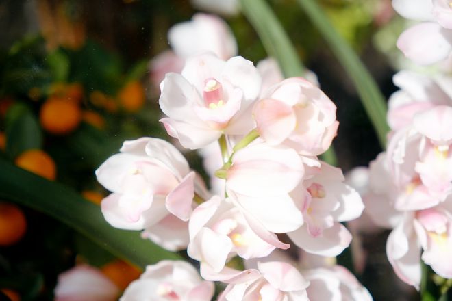 乐鱼“花”式迎新春！年宵花热销！养护本领来了→｜沐日重生活(图3)
