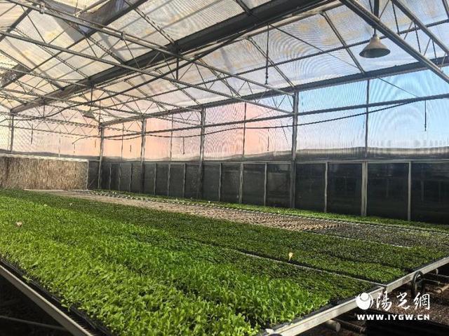 乐鱼官网陕西神木：春时播新绿 花草育苗忙(图2)