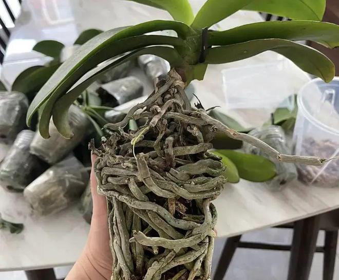 乐鱼官方网站胡蝶兰不消买春节事后等着捡小区花坛有的是底子捡不完(图4)