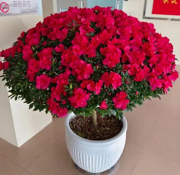 乐鱼电子网址杜鹃花在北方养护成活率只要10%许多人喜好老是养不活(图1)