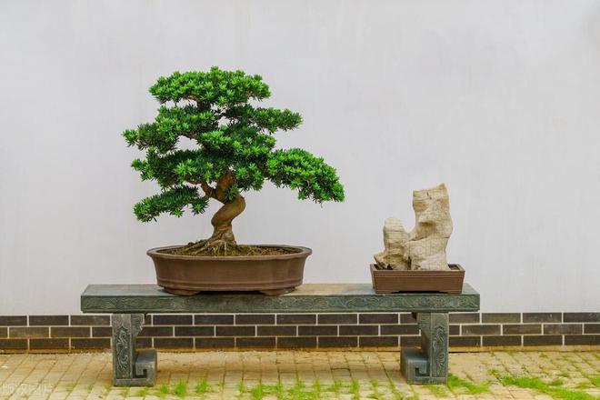 乐鱼官方网站十大耐阴耐寒盆景动物保举助您夏季绿意盎然。(图1)