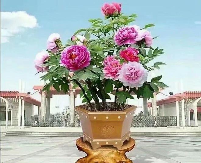 乐鱼官方网站牡丹花开时：时节之约与养护奥妙(图1)